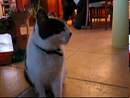 noel_video_16.avi